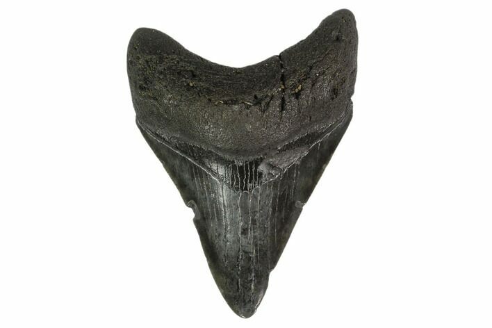 3.41" Fossil Megalodon Tooth - South Carolina